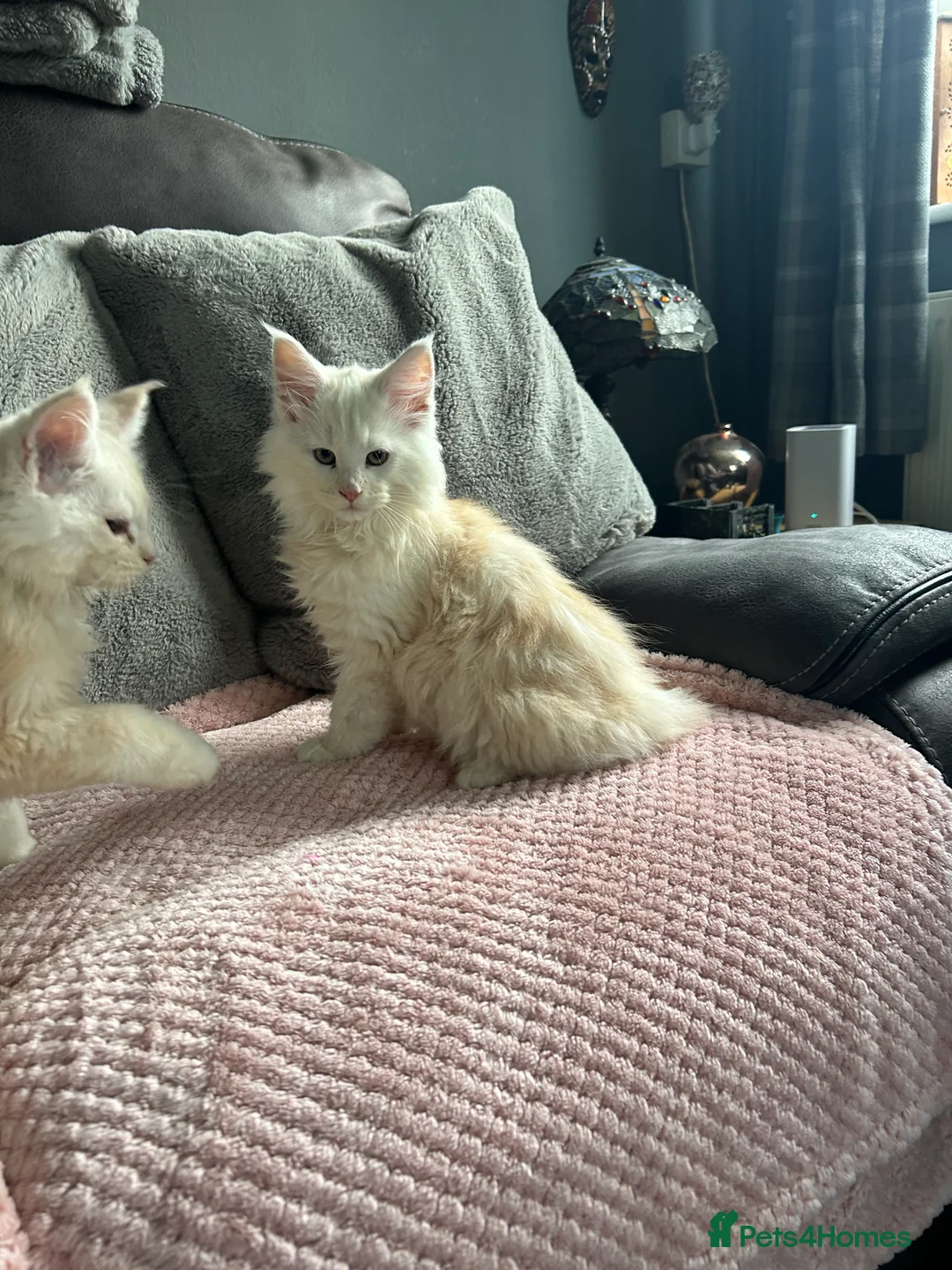 Maine Coon cats for sale: Tica registered male kittens  - Advert 5