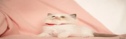 Ragdoll cats for sale: Elite TICA Kittens – Champion Bloodlines - Advert 4