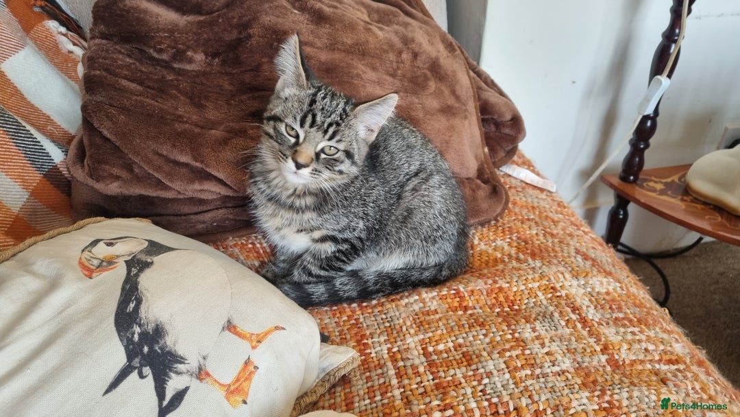 Maine Coon cats for sale: Maine Coon Mix READY TO GO - Image 5