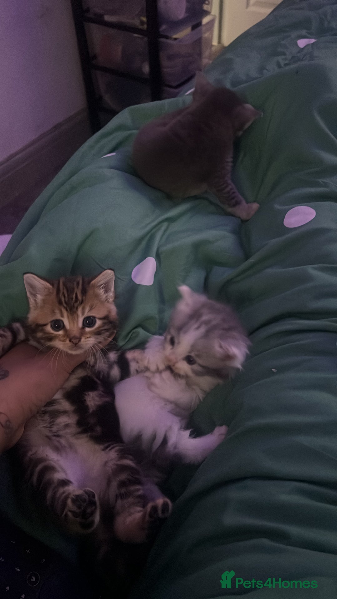 Mixed Breed cats for sale: 4 kittens 1 Mother, individual or whole family  - Advert 2