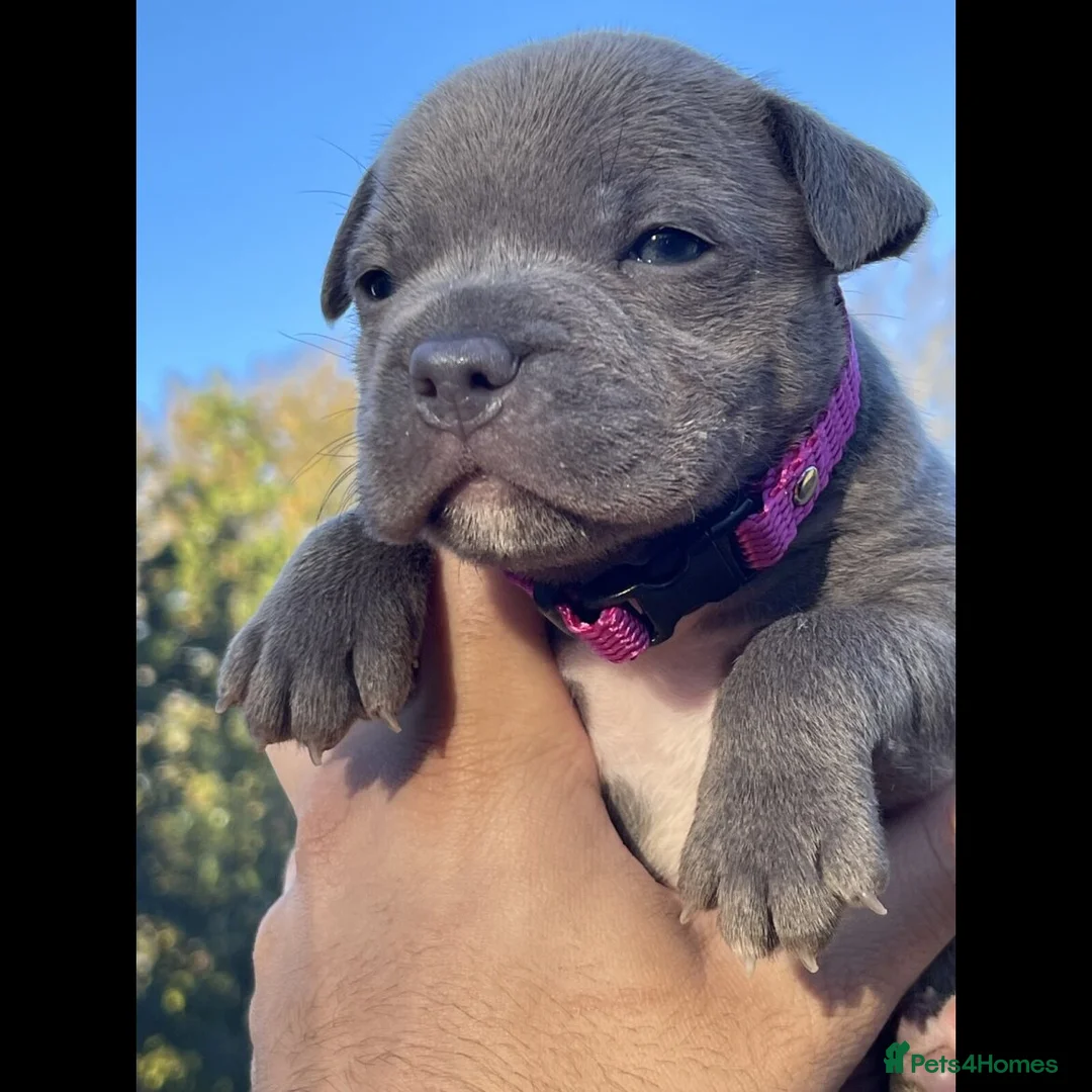 Staffordshire Bull Terrier dogs for sale: Blue staffordshire bull terrier pups in London - Advert 12