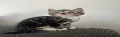 Mixed Breed Kitten 1