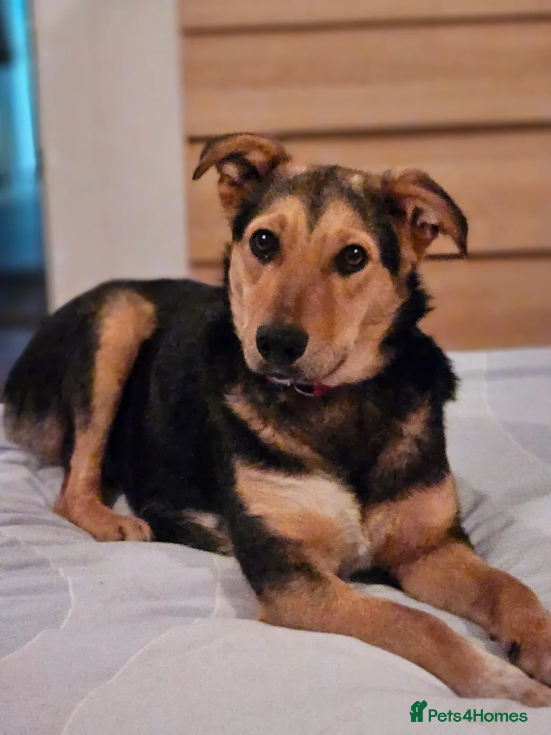 Mixed Breed dogs for adoption: 🐾 Meet Larisa - a gentle girl for a Loving Home💛 - Advert 31