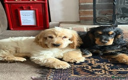 Cocker Spaniel dogs for sale: Cocker spaniel show type  - Image 2