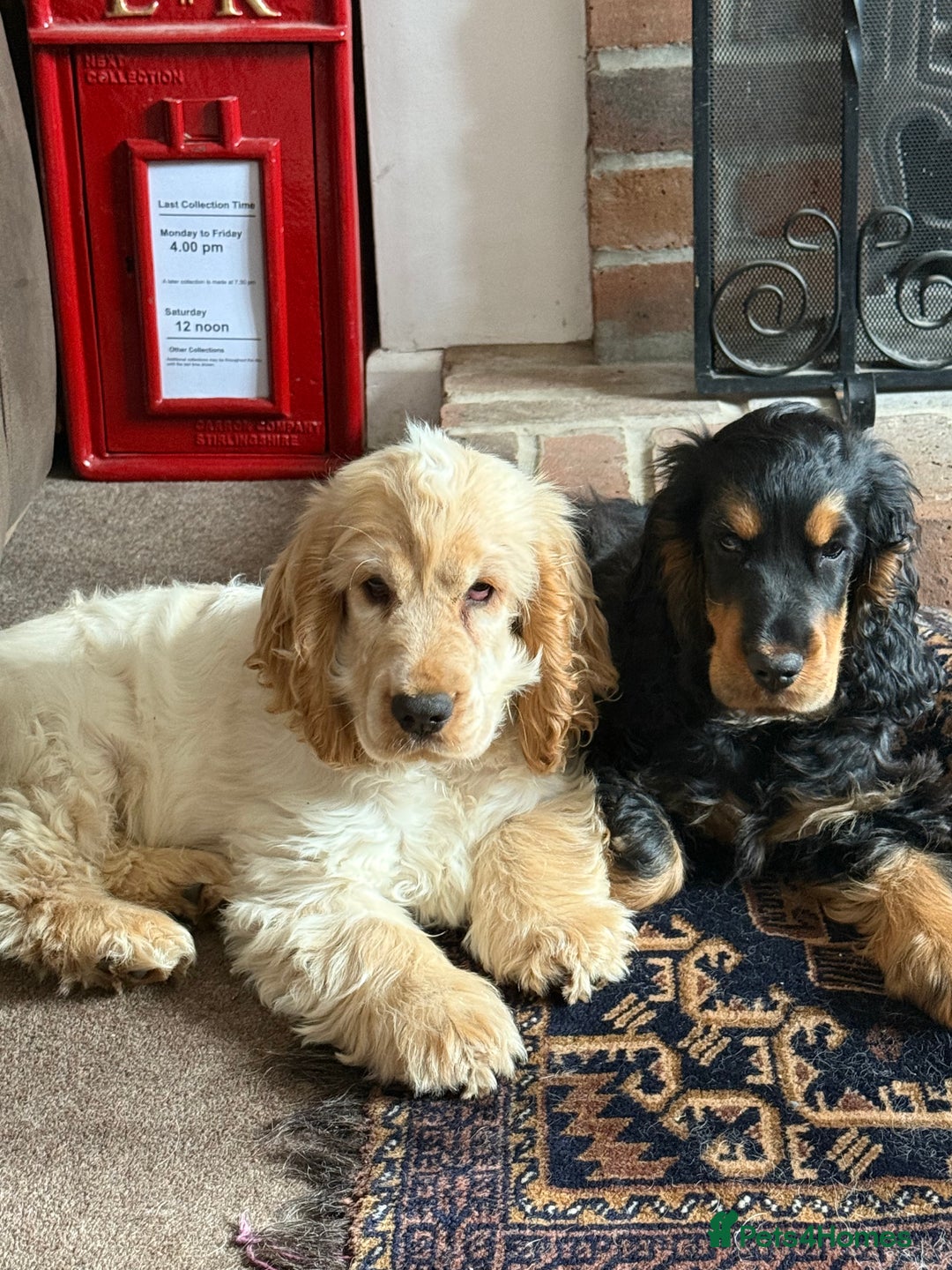 Cocker Spaniel dogs for sale: Cocker spaniel show type  - Image 2