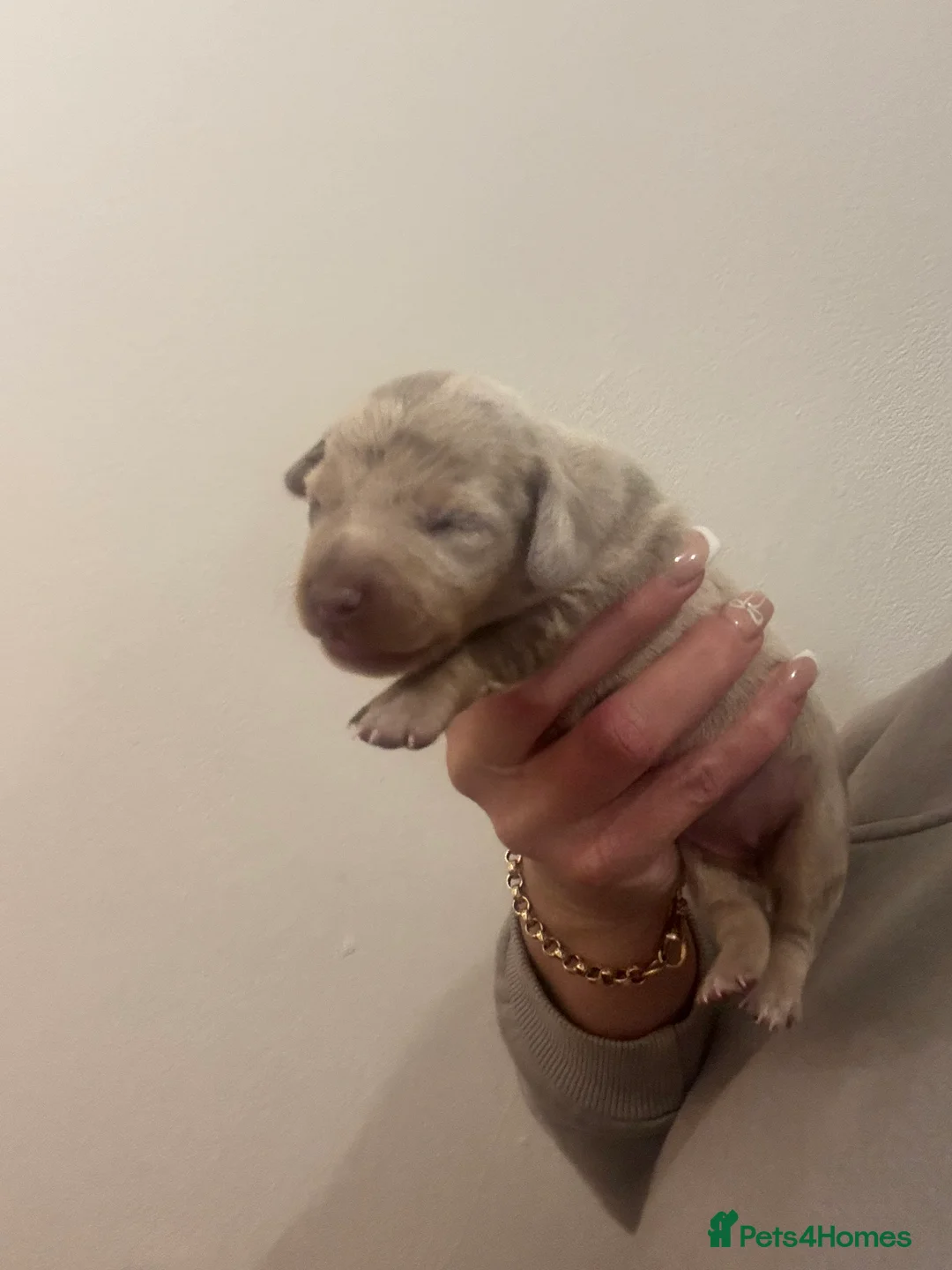 Dachshund dogs for sale: Miniature dashaund - Advert 28