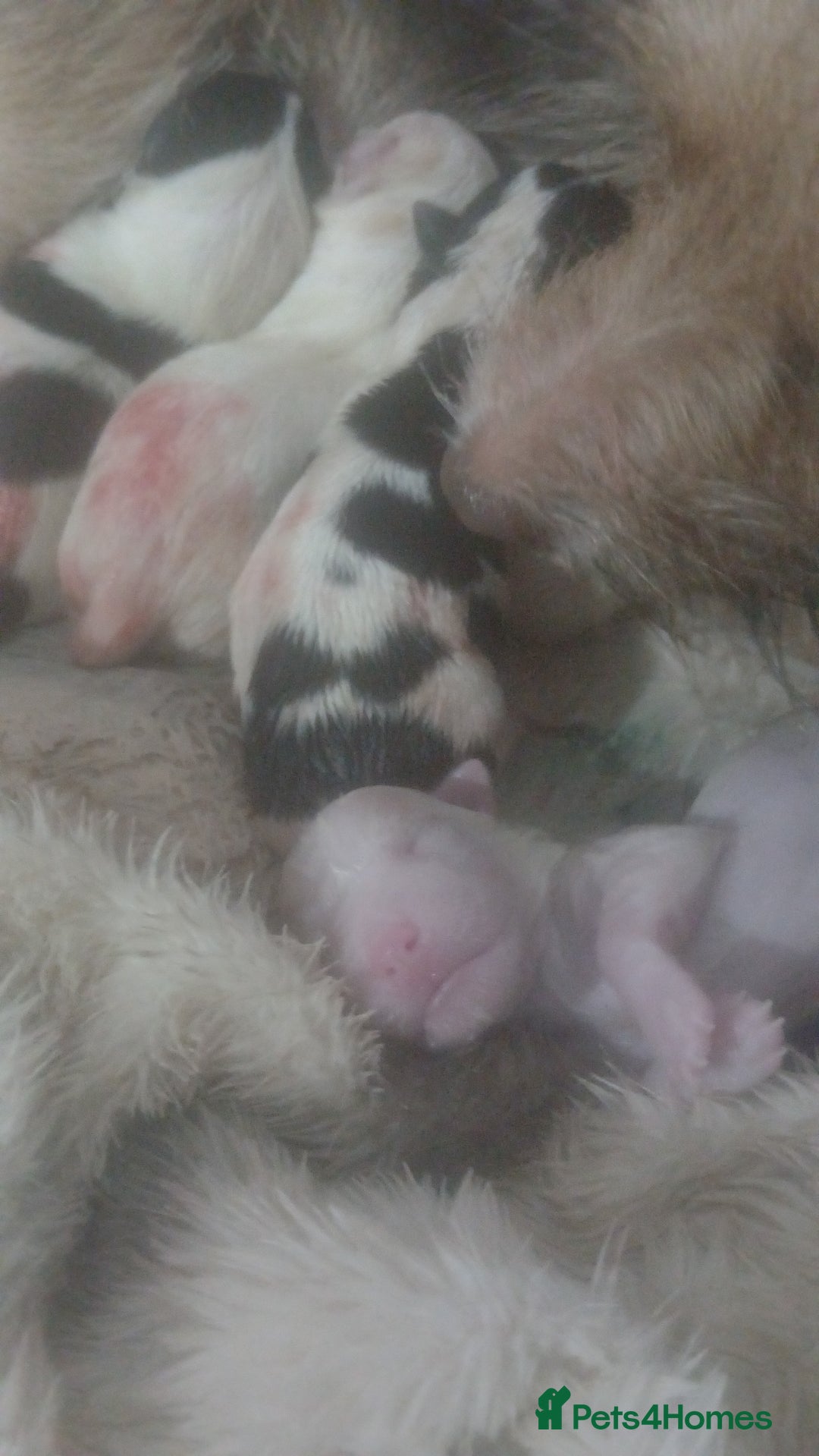 Chihuahua dogs for sale: Beautiful tiny little girl - Advert 3