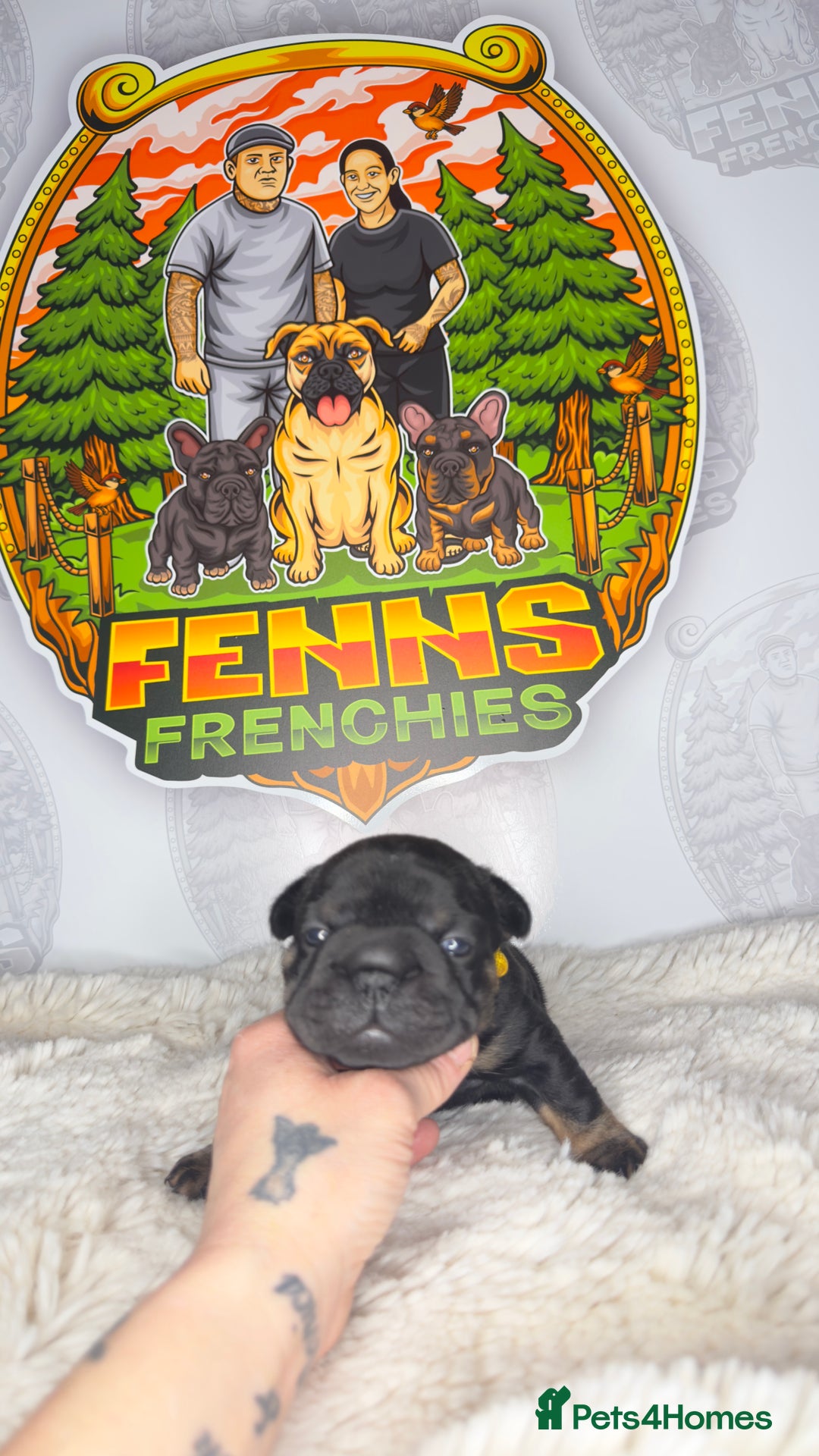 French Bulldog dogs for sale: Stunning litter of frenchies  - Advert 3