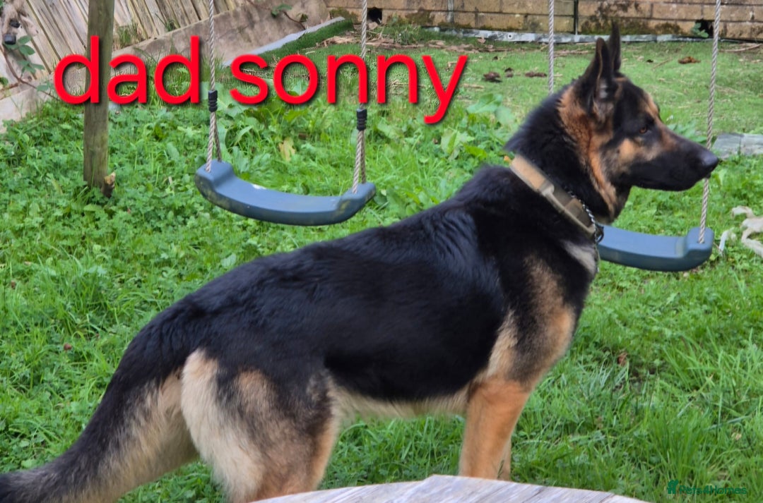 German Shepherd dogs for sale: German Shepherd puppies  - Advert 6