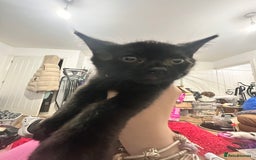 Domestic Shorthair cats for sale: Kittens looking for a loving home  - Advert 3