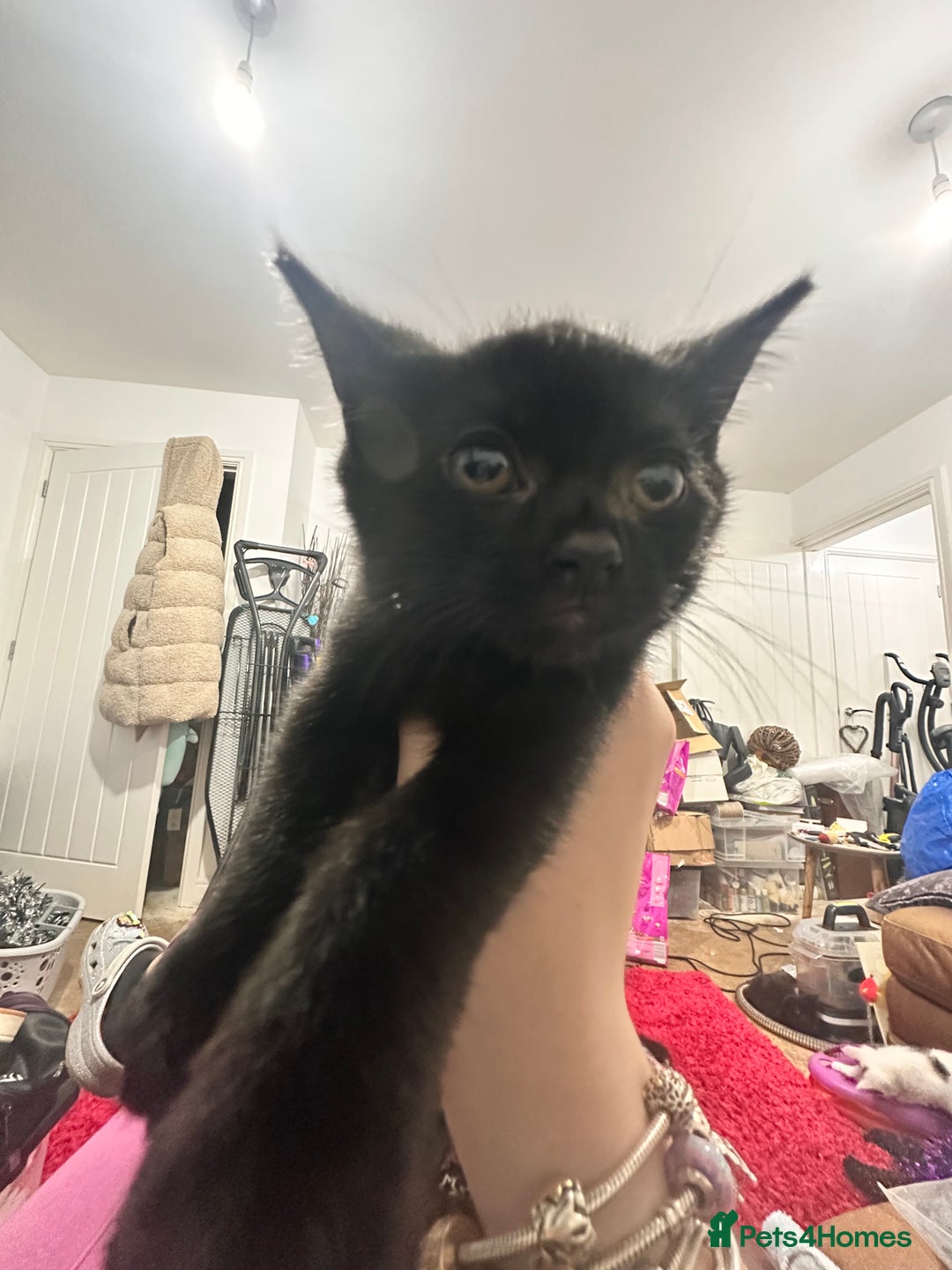 Domestic Shorthair cats for sale: Kittens looking for a loving home  - Advert 3