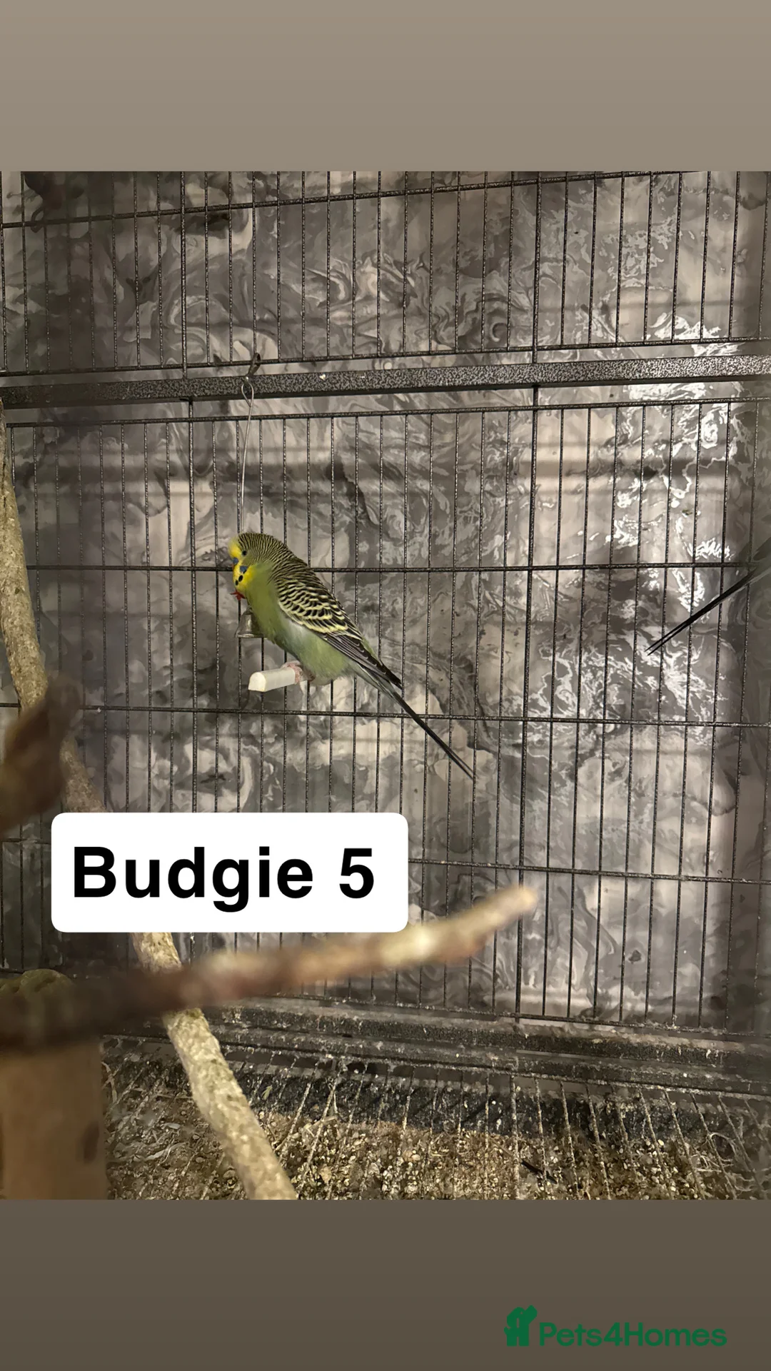 Budgerigars birds for sale: Budgies for sale ,canvey island £20 each. - Advert 9
