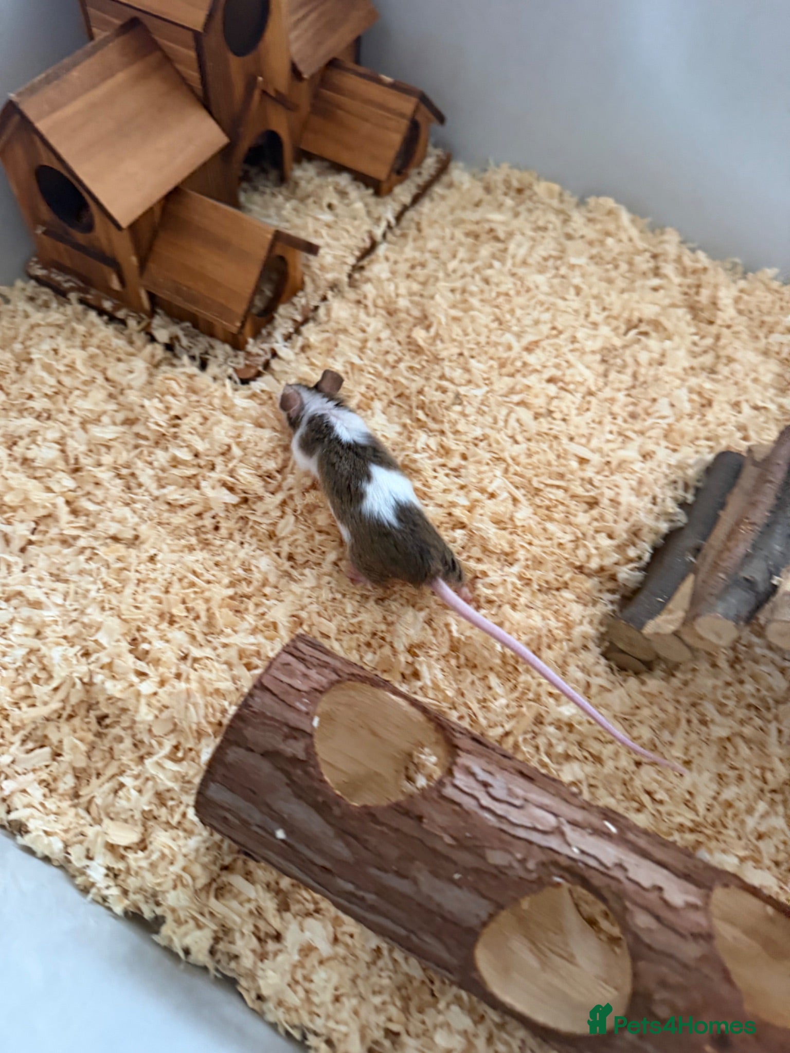 Mouse rodents 2 Female mice with cage & accessories  - Advert 1
