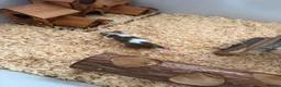 Mouse rodents for sale: 2 Female mice with cage & accessories  - Advert 1