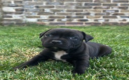 Staffordshire Bull Terrier dogs for sale: Champion Bred - Staffordshire Bull Terrier Puppies - Image 11