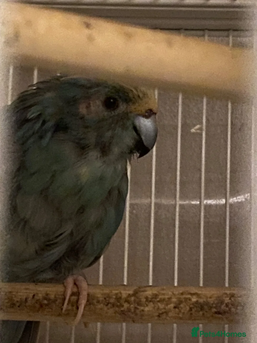 Parakeets birds for sale: 2 kakarkis males inc cage already bonded siblings in Derby - Advert 6