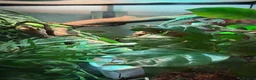 Chameleon reptiles for sale: Female Panther Chameleon - Advert 3