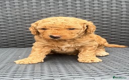 Labradoodle dogs for sale: F1b Miniature Labradoodles  - Image 9