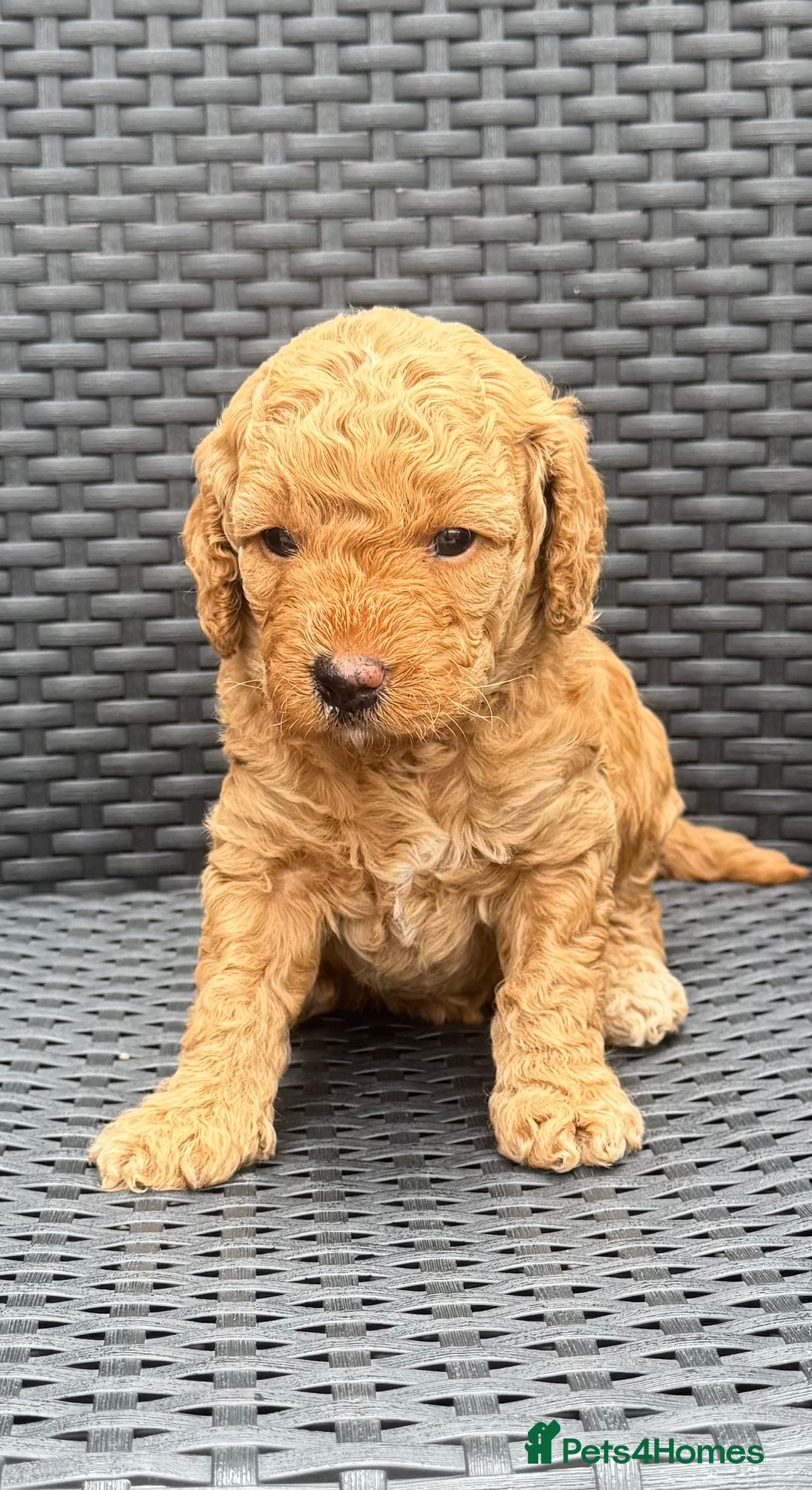 Labradoodle dogs for sale: F1b Miniature Labradoodles  - Image 9