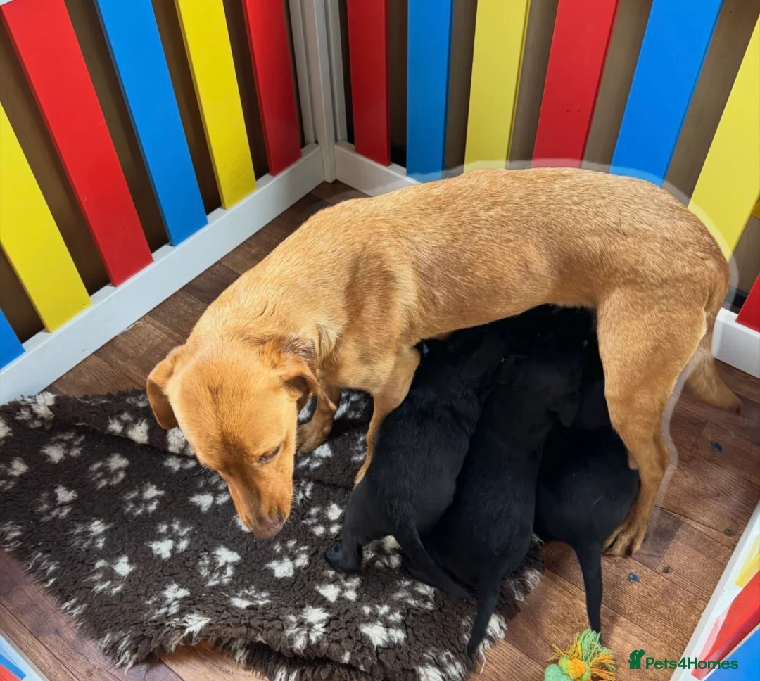 Labrador Retriever dogs for sale: 4 stunning black lab puppies - Advert 1