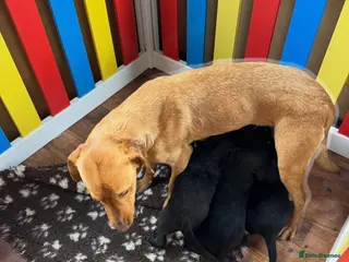 Labrador Retriever dogs 4 stunning black lab puppies - Advert 14