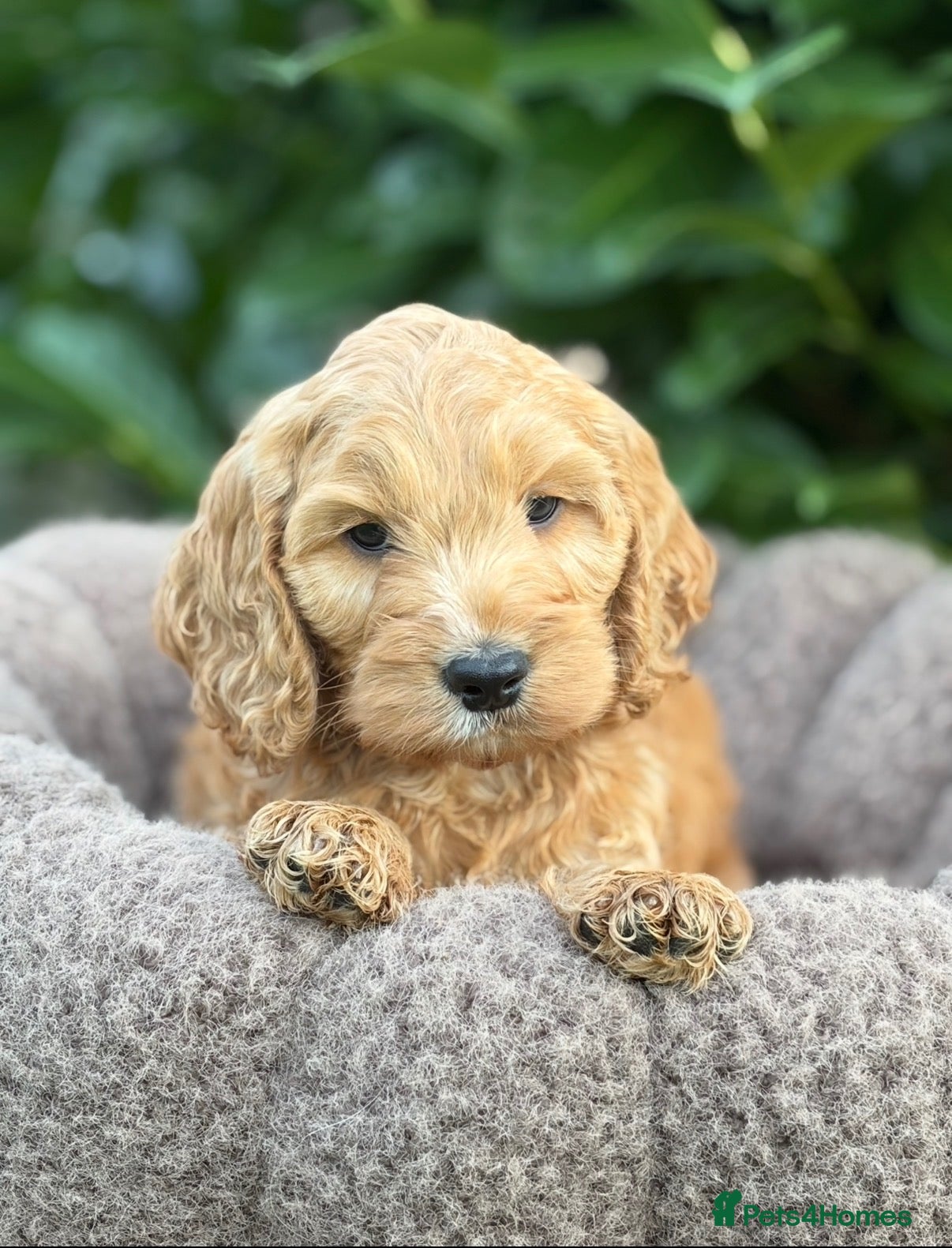 Cockapoo dogs 💗 Two females ready now 💗 - Advert 7