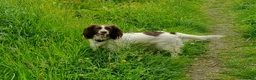 Sprocker dogs for sale: Sprocker puppies  - Advert 1