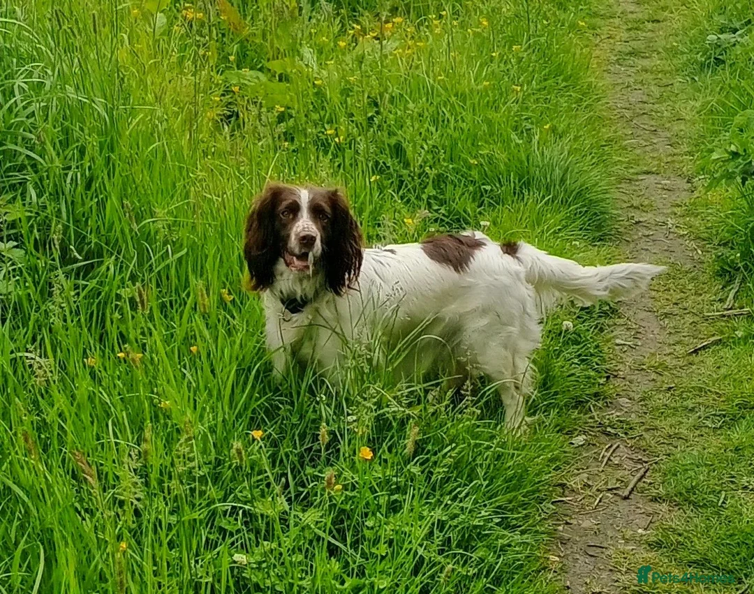 Sprocker dogs for sale: Sprocker puppies  - Advert 1