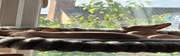Sphynx cats for sale: Ready now Sphynx kittens - Advert 10