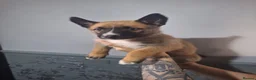 Belgian Shepherd Dog dogs for sale: Reduced Ready to leave  - Advert 28