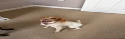 Cocker Spaniel dogs for sale: Gorgeous lemon and white working cocker  in Mansfield - Advert 3
