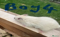 Hamster rodents for sale: Baby syrian hamsters males and females - Image 8