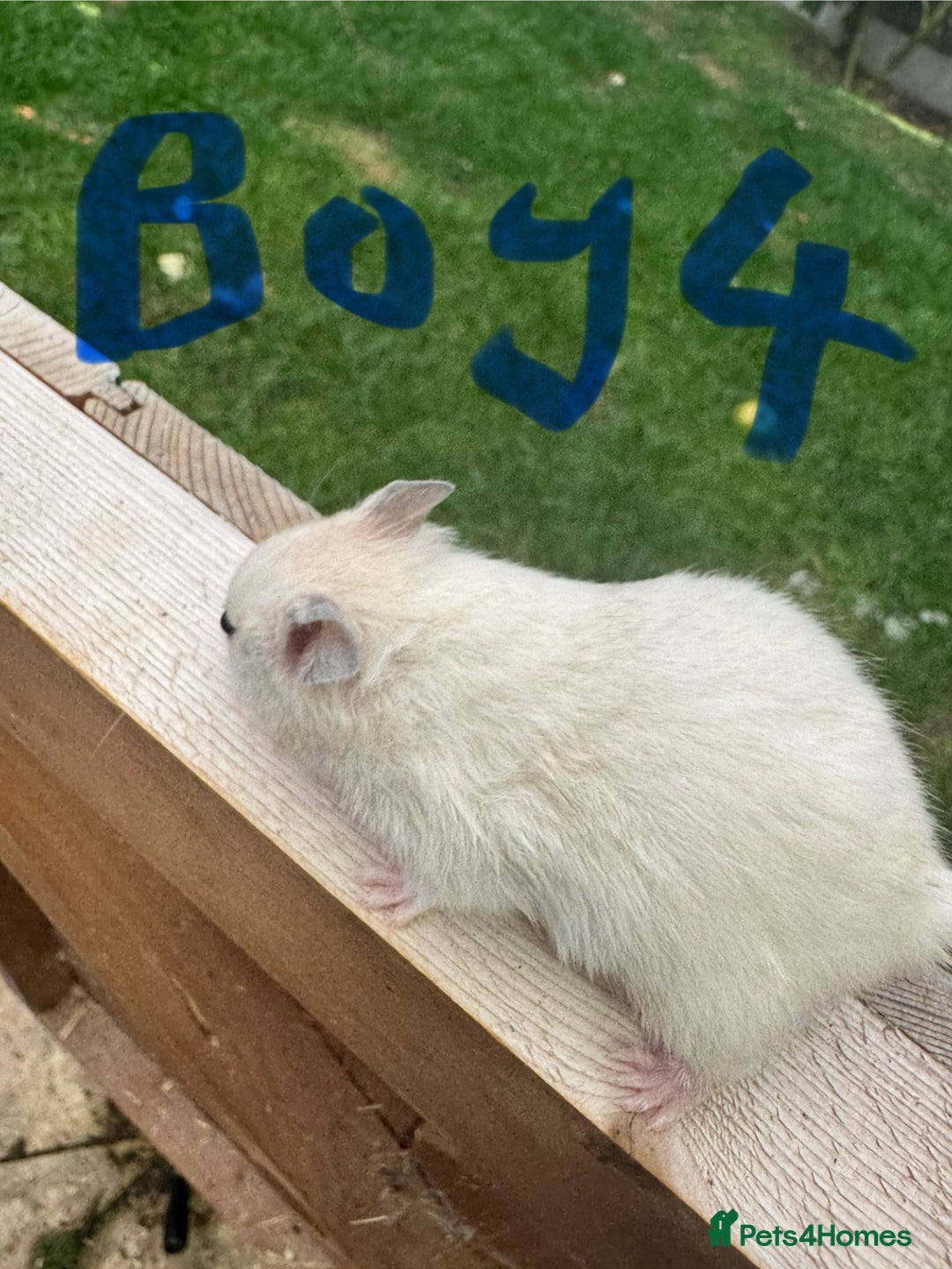 Hamster rodents for sale: Baby syrian hamsters males and females - Image 8