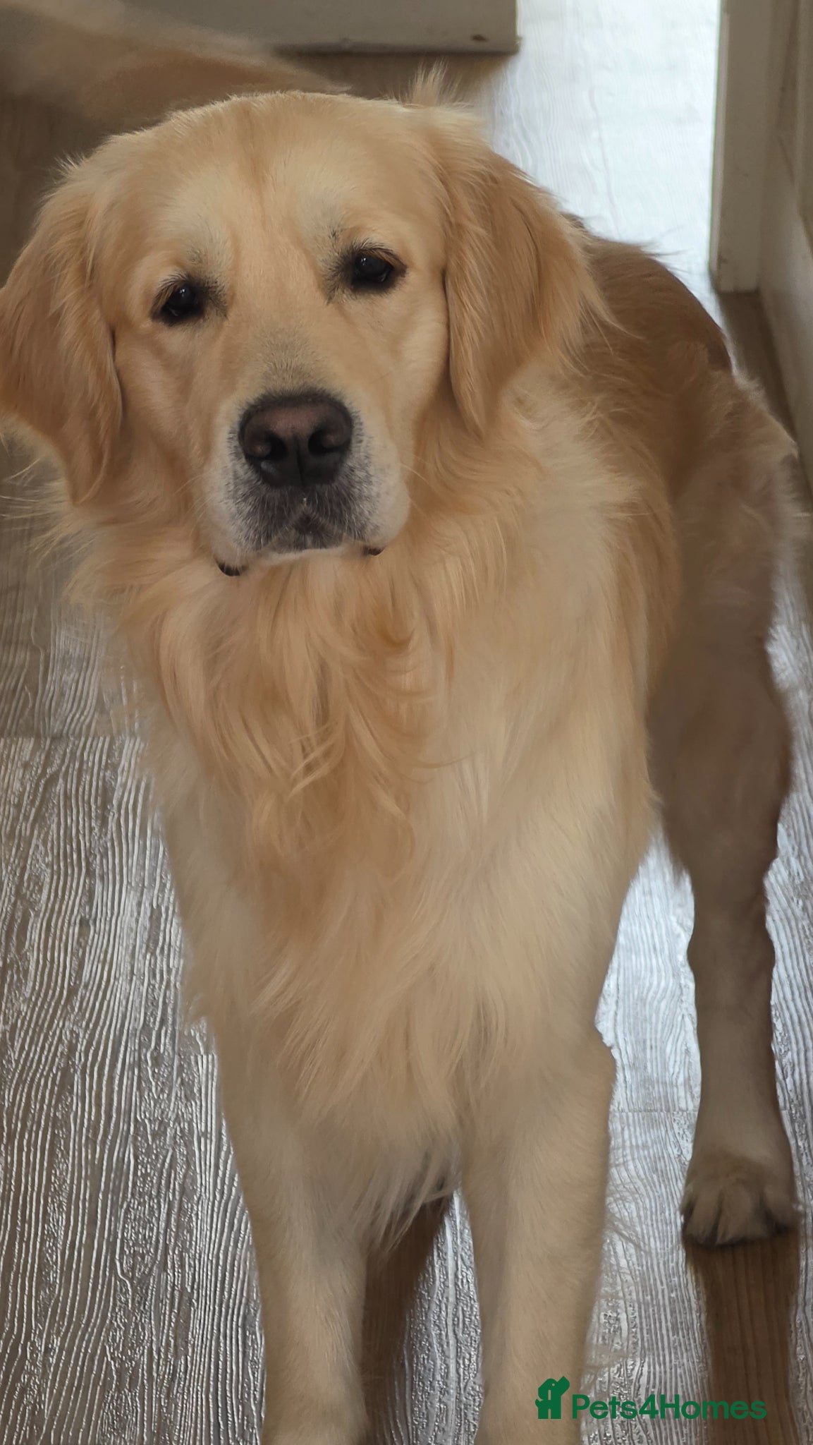 Golden Retriever dogs for sale: Loving 2-Year-Old Neutered Boy  - Advert 2
