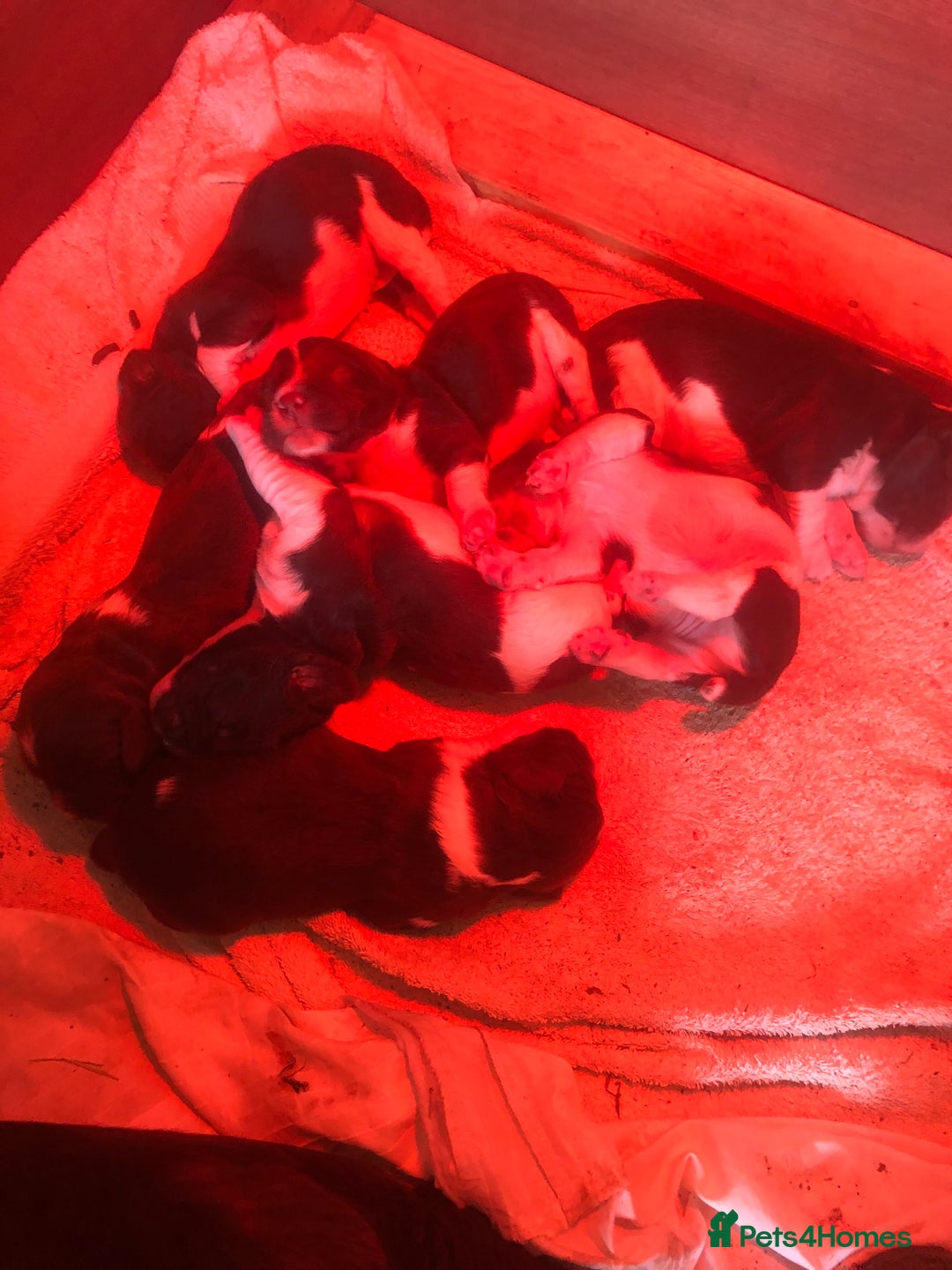 English Springer Spaniel dogs for sale: Springer spaniel puppies  - Image 6