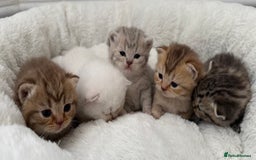 British Shorthair cats for sale: British shorthair kittens  - Image 23