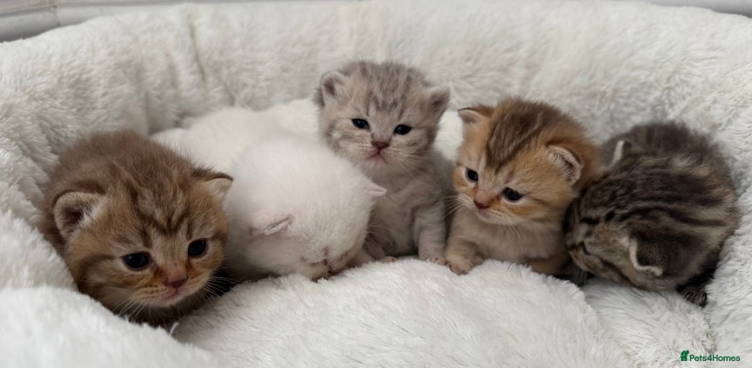 British Shorthair cats for sale: British shorthair kittens  - Image 23