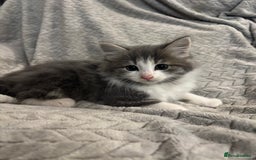 Mixed Breed cats for sale: 5 Gorgeous Kittens  - Image 5