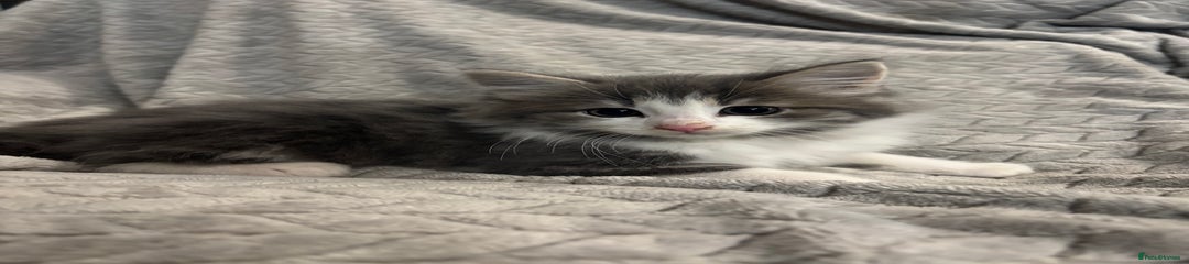Grey and white fluffy 