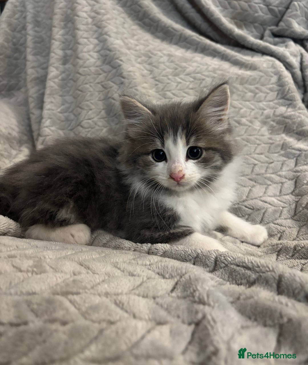 Mixed Breed cats for sale: 5 Gorgeous Kittens  - Image 5
