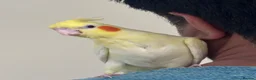 Cockatiels birds for sale: Beautiful young  friendly cockatiels  - Advert 4