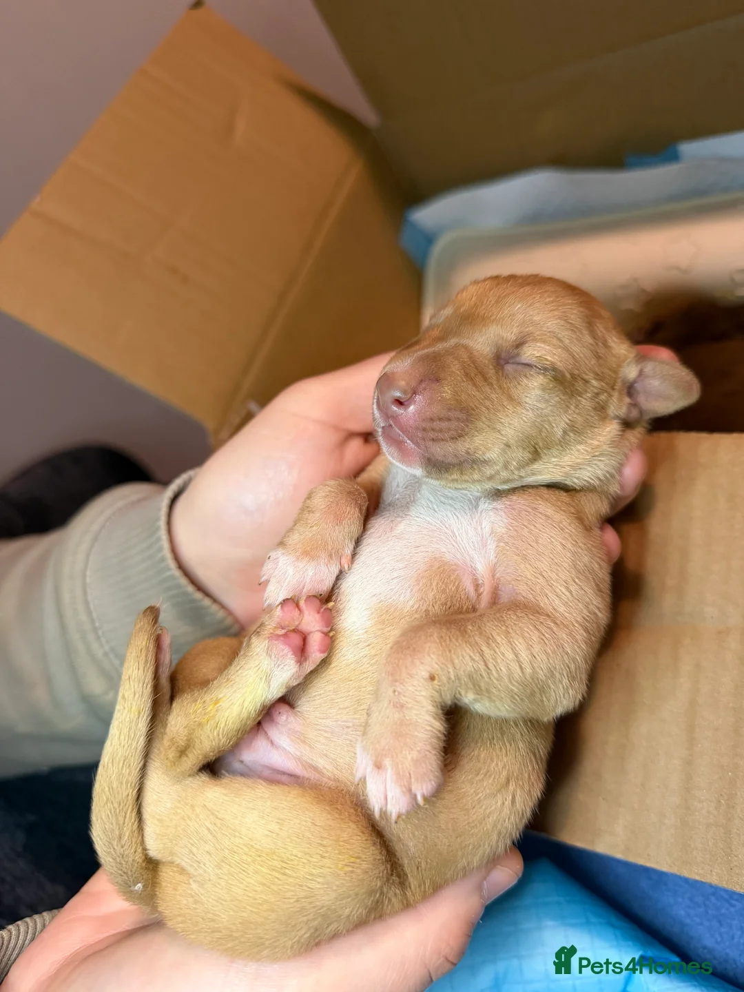 Mixed Breed dogs for sale: Bull Greyhounds (Lurchers) - Advert 14