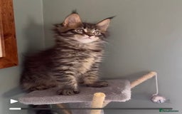 Maine Coon cats for sale: Riverbrue Maine Coon Cattery (GCCF) - Image 6