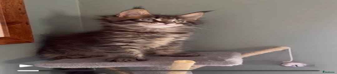 Maine Coon Kitten 2