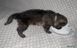 German Shepherd dogs for sale: Czech German Shepherd KC Registered puppies - Image 8