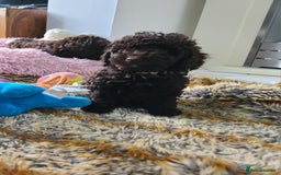 Cavapoo dogs for sale: Chocolate F1B Cavapoos. Health Tested.  - Image 30