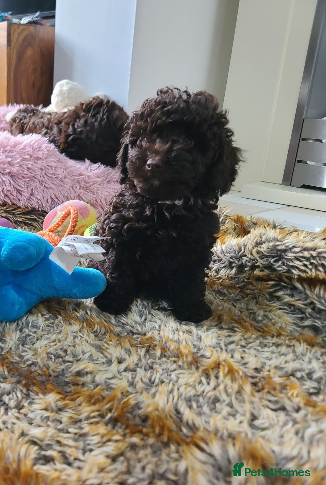 Cavapoo dogs for sale: Chocolate F1B Cavapoos. Health Tested.  - Image 30