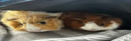 Guinea Pig rodents for sale: Male guinea pigs  in Appleby-in-Westmorland - Advert 3