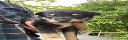 Mixed Breed dogs for sale: Cookie x huntaway  in Bideford - Advert 4
