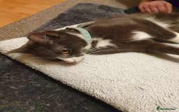 Mixed Breed cats for sale: playful lovely kitten grey torti cute girls boys - Image 25
